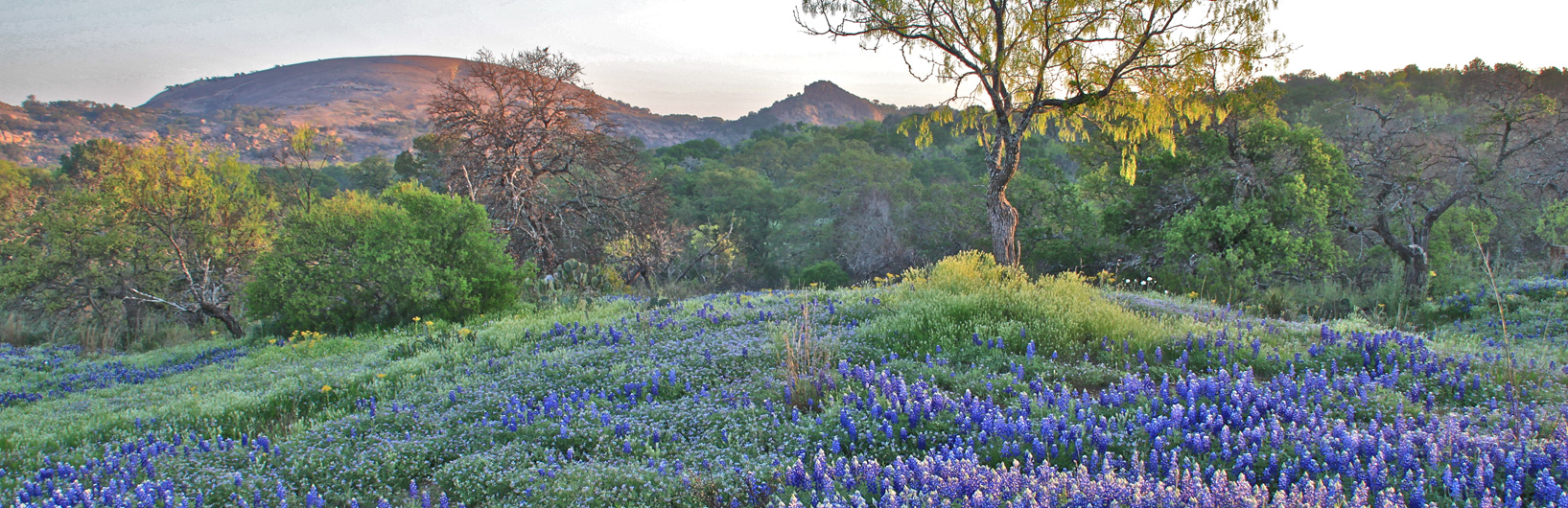 Texas Hill Country landscape with a meadow covered in bluebonnets and oak trees and hills in the distance.