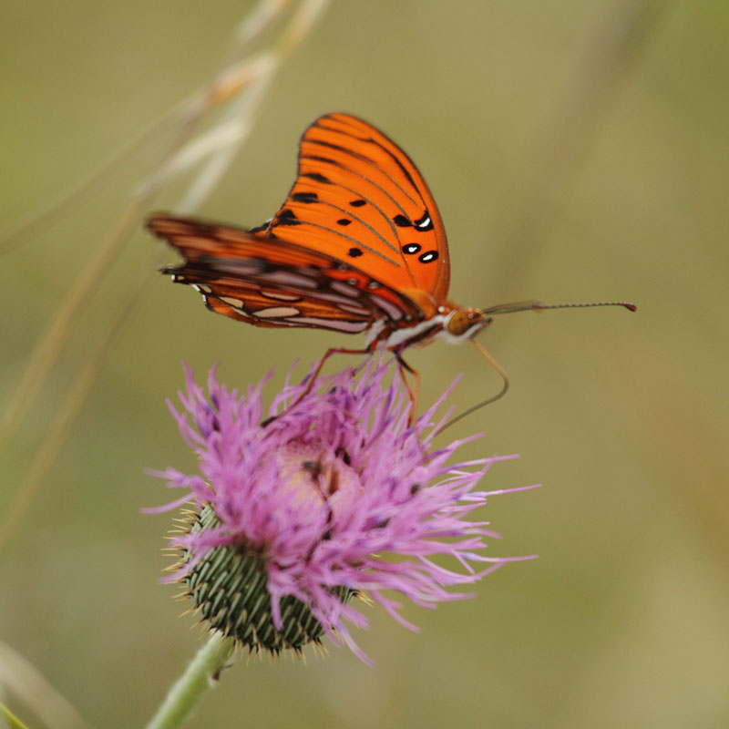 A Gulf Fritillary butterfly with vibrant orange wings with black and silvery-white spots feeds on a purple flower.